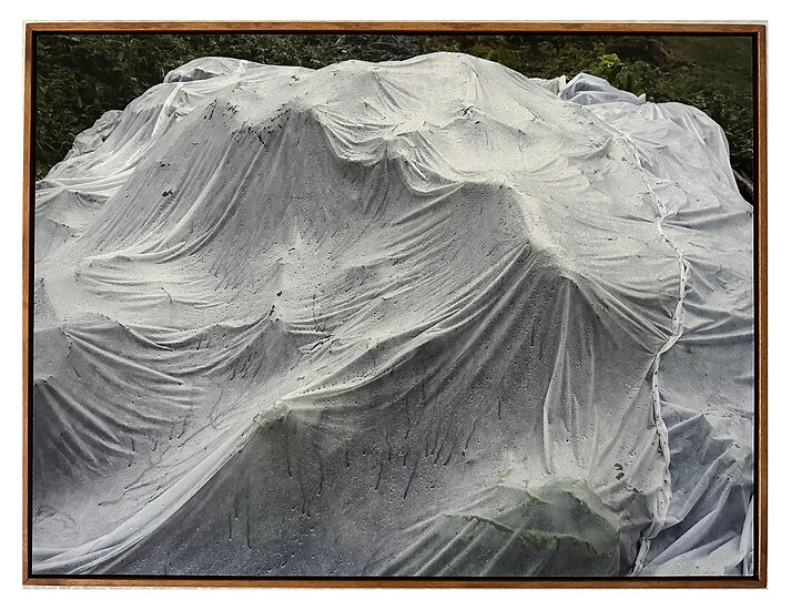 o. T., Obstabdeckung, Moena (aus der Werkserie Naturkunde Neu), (Ed. 2/9), 2024 &ndash; 41 x 54 cm; Archival Pigment Print