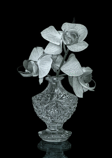 Vanitas (Phalaenopsis 2), 2008 &ndash; 21 x 14,8 cm; Hinterglasmalerei