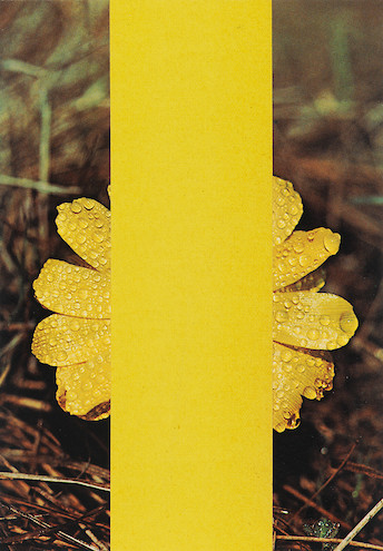 Susanne Roth